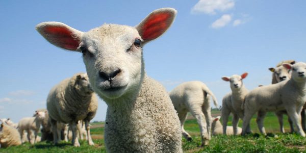 sheep, lambs