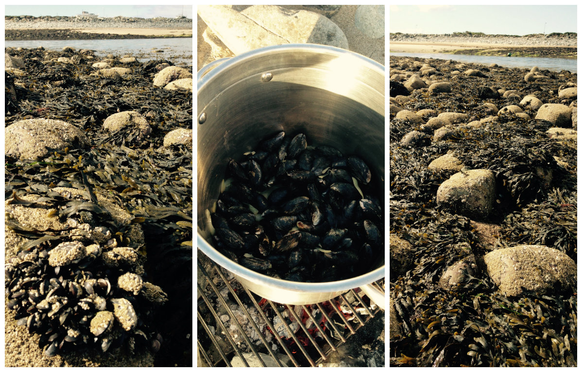 Pick Your Own Mussels In Snowdonia! Dioni Holiday Cottages