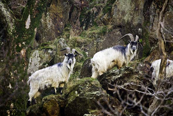 Wild Mountain Goats