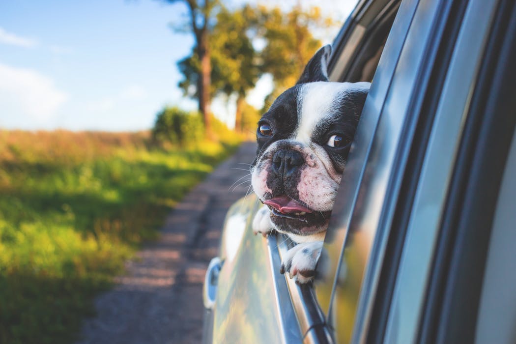 10 tips for taking your dog on holiday