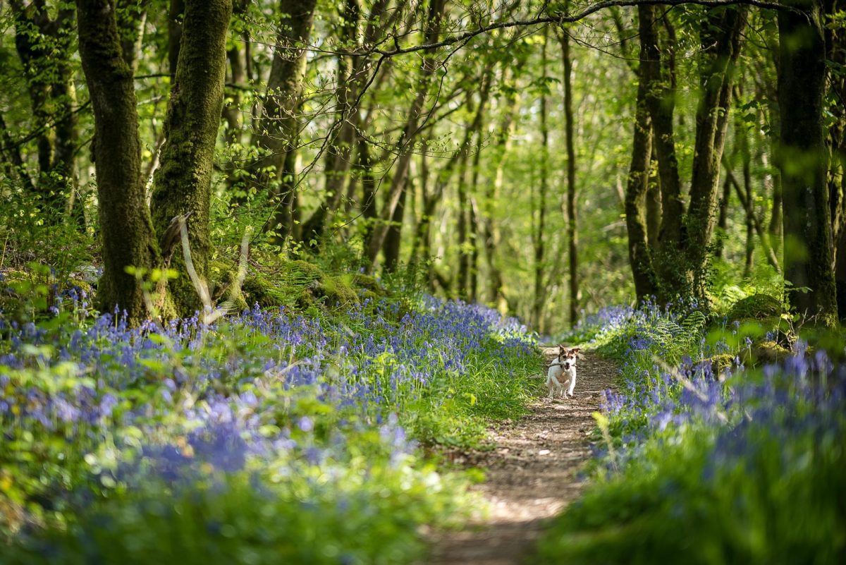 Exploring the rainforests of Snowdonia