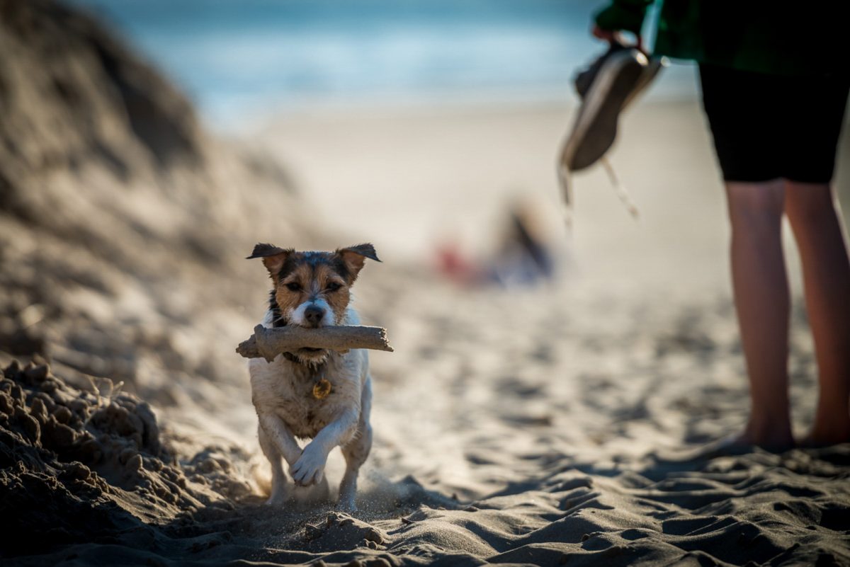 Dog-friendly beaches in North Wales